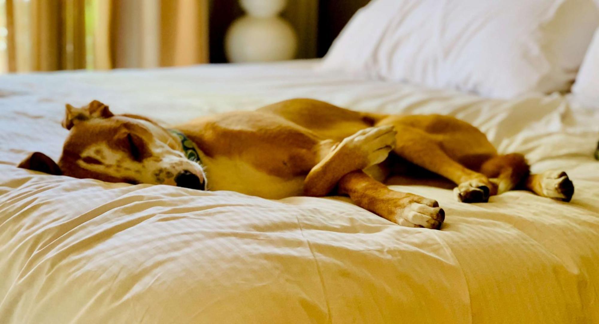 Sonesta Simply Suites Dallas Richardson Bagian luar foto